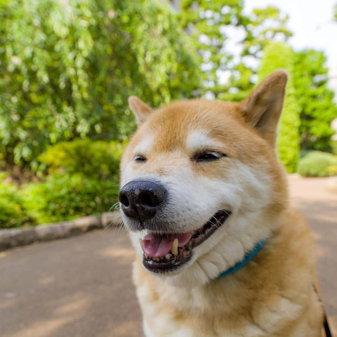 まる（まるたろう）さんのインスタグラム写真 - (まる（まるたろう）Instagram)「Good morning!✨🐶✨おはまる〜！今日も一日がんばってきてね〜 #今日はロックの日なんだって #でも安心してください #まるの生き方そのものがロックだから #ロケンロール」6月9日 9時22分 - marutaro