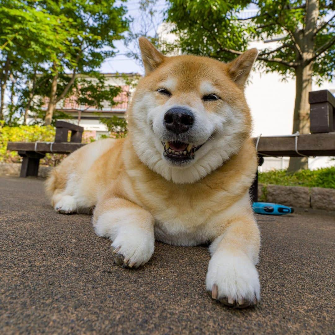 まる（まるたろう）さんのインスタグラム写真 - (まる（まるたろう）Instagram)「Good morning!✨🐶✨おはまる〜！今日も一日がんばってきてね〜 #今日はロックの日なんだって #でも安心してください #まるの生き方そのものがロックだから #ロケンロール」6月9日 9時22分 - marutaro