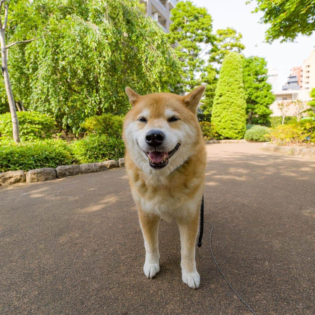 まる（まるたろう）さんのインスタグラム写真 - (まる（まるたろう）Instagram)「Good morning!✨🐶✨おはまる〜！今日も一日がんばってきてね〜 #今日はロックの日なんだって #でも安心してください #まるの生き方そのものがロックだから #ロケンロール」6月9日 9時22分 - marutaro