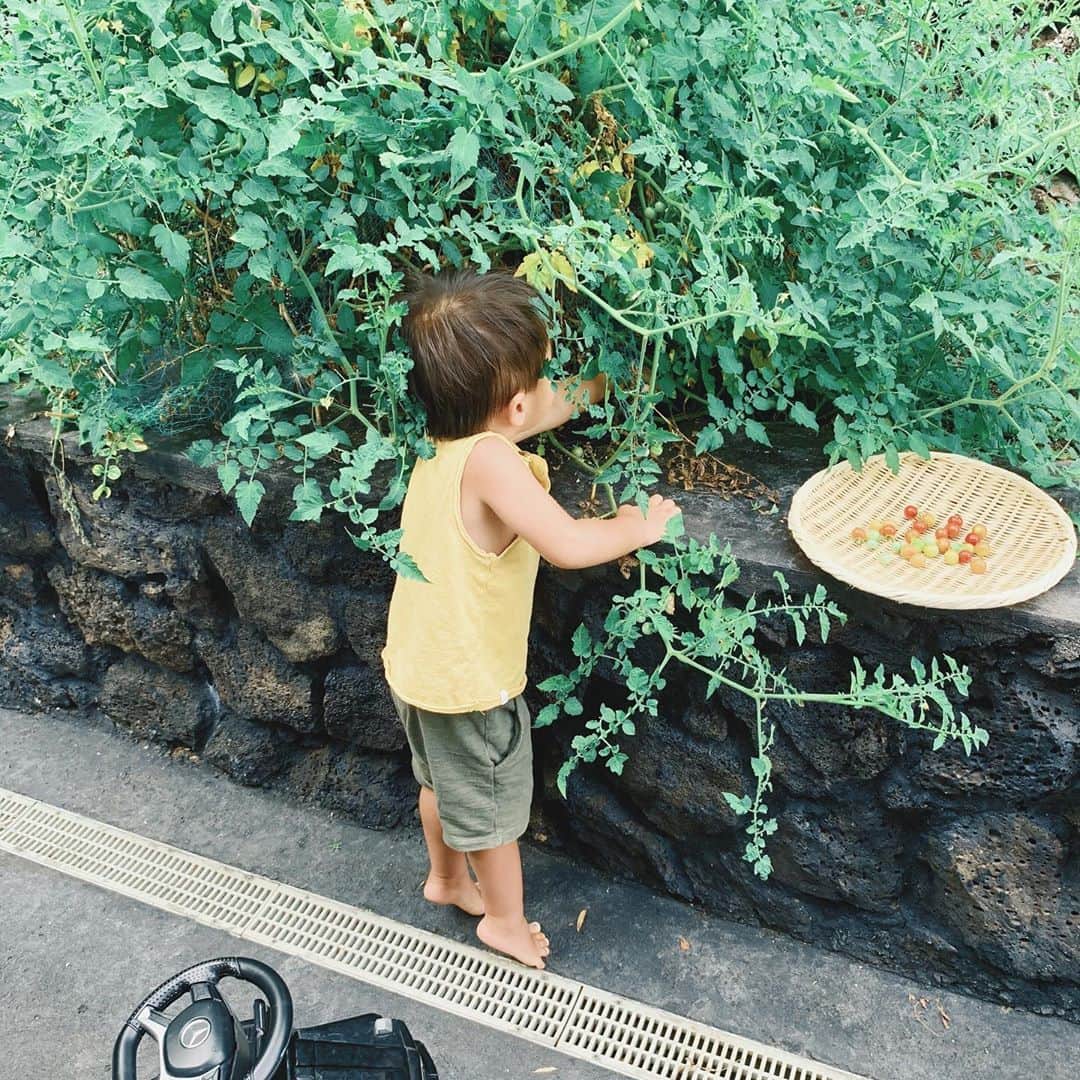 吉川ひなのさんのインスタグラム写真 - (吉川ひなのInstagram)「愛車を乗り付けて、大好物の育てたトマトの収穫に🍅♥️笑  #息子HawaiiLife #プチ自給自足」6月9日 9時24分 - hinanoyoshikawa