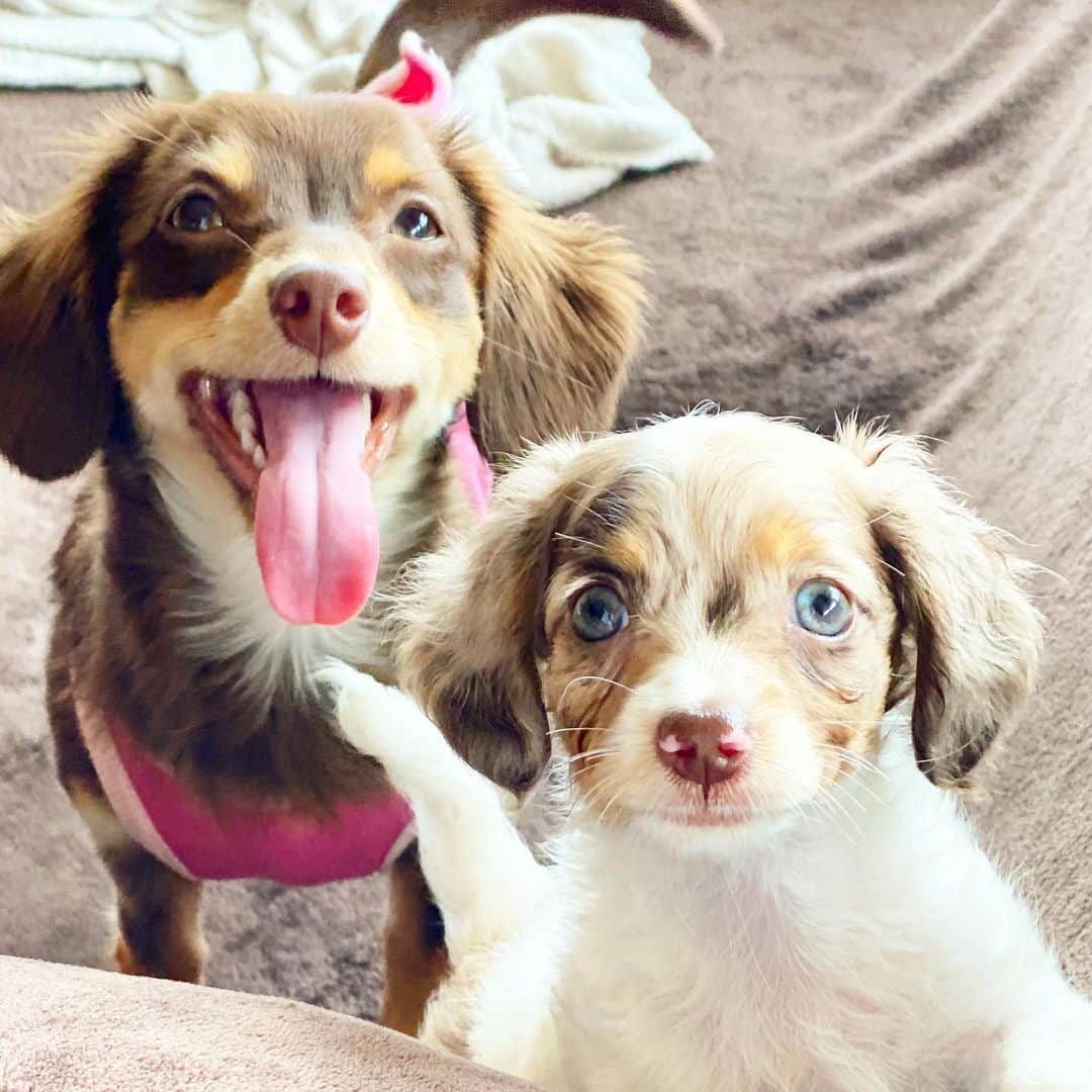 KUREIさんのインスタグラム写真 - (KUREIInstagram)「今日も笑っていこうぜ😊☀️ 10ヶ月&2ヶ月  A simple smile will save the world😁  #ホープ #パイボールド #チワックス #duchshund #chiwax #chihuahua #puppy #チップ」6月9日 9時44分 - kimaguren_kurei