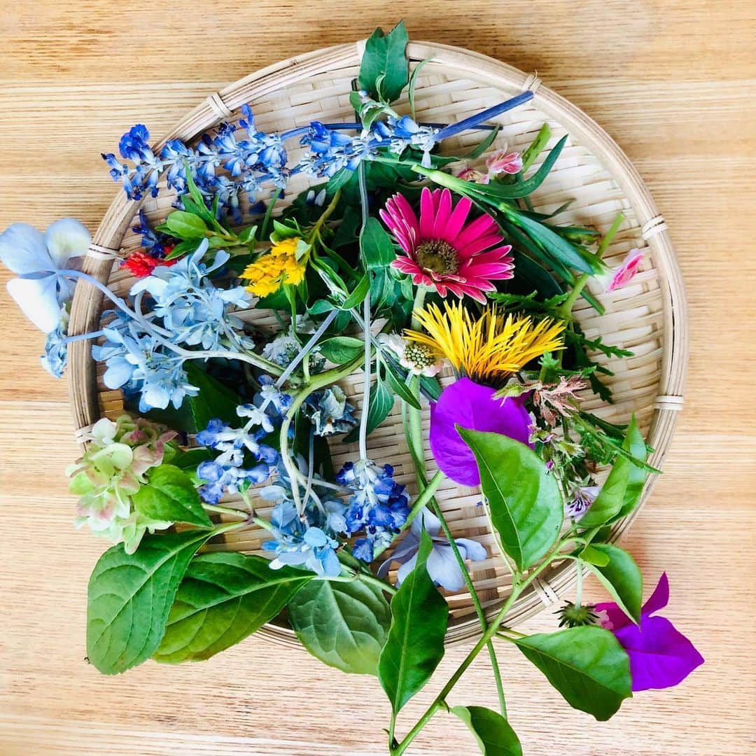 大宮エリーさんのインスタグラム写真 - (大宮エリーInstagram)「‪おはようございます☀‬ ‪今日は全体的に青めでした。‬ ‪咲いてたのが、、。‬ ‪そして少なめでしたから‬ ‪盆ではなくひと回り小さい‬ ‪ザルになりました。 花収穫、花笊。 ‬ ‪#家庭菜園‬ ‪#花笊‬ ‪#花採集‬ ‪#自家製‬ #花のある暮らし  #大宮エリー」6月9日 10時04分 - ellie_omiya