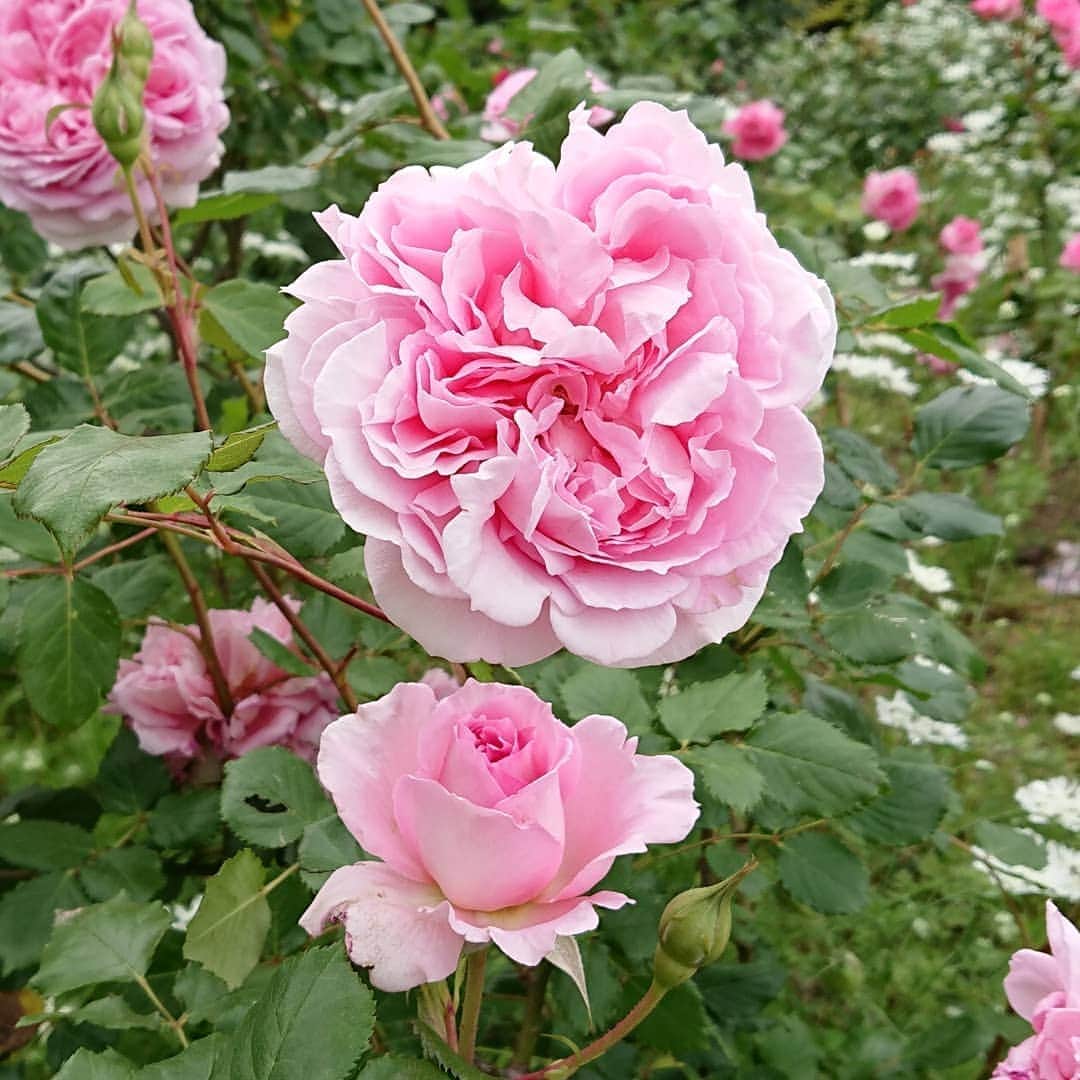 中田有紀さんのインスタグラム写真 - (中田有紀Instagram)「ちょっと前に撮って載せそびれていた🌹の写真。優美だな✨ #薔薇 #rose」6月9日 10時17分 - akinakada0508