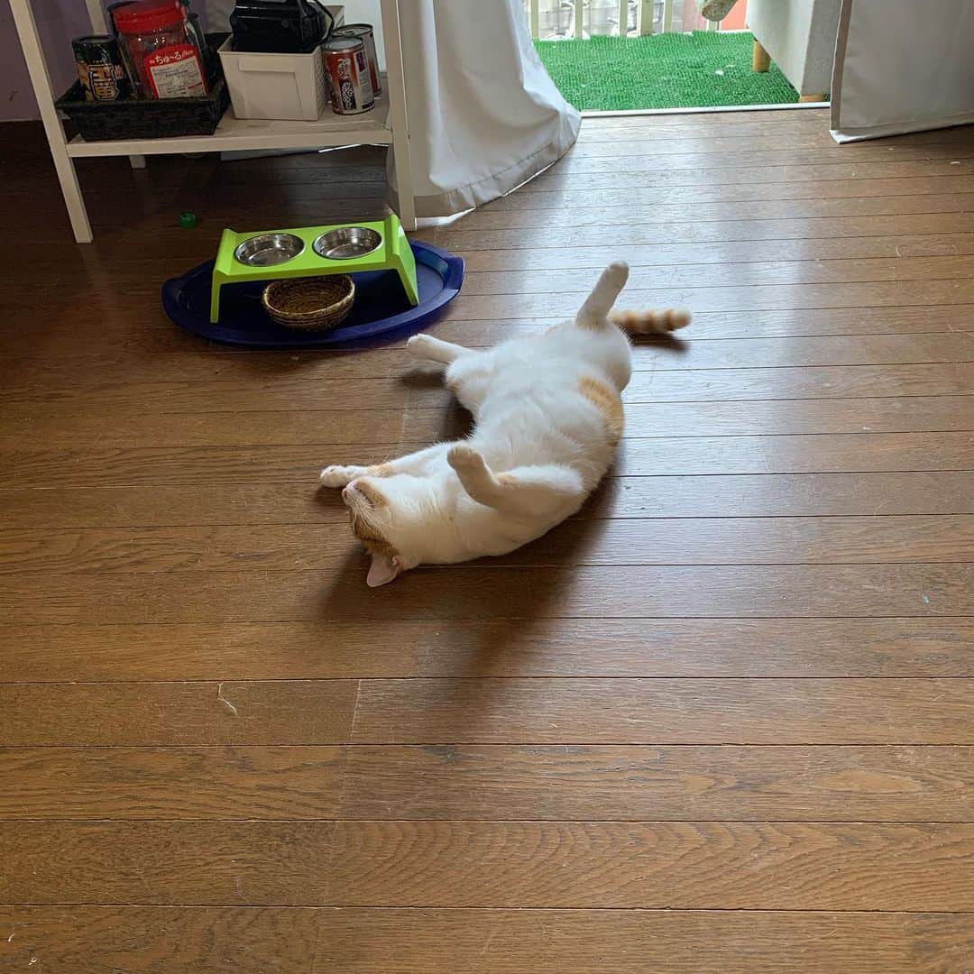 Kachimo Yoshimatsuさんのインスタグラム写真 - (Kachimo YoshimatsuInstagram)「今朝は、おいなりちゃんの行き倒れ。 これから、あっちゃこっちゃで、行き倒れさんが発生します。 #うちの猫ら #行き倒れ #oinari #猫 #ねこ #cat #ネコ #catstagram #ネコ部 http://kachimo.exblog.jp」6月9日 10時21分 - kachimo
