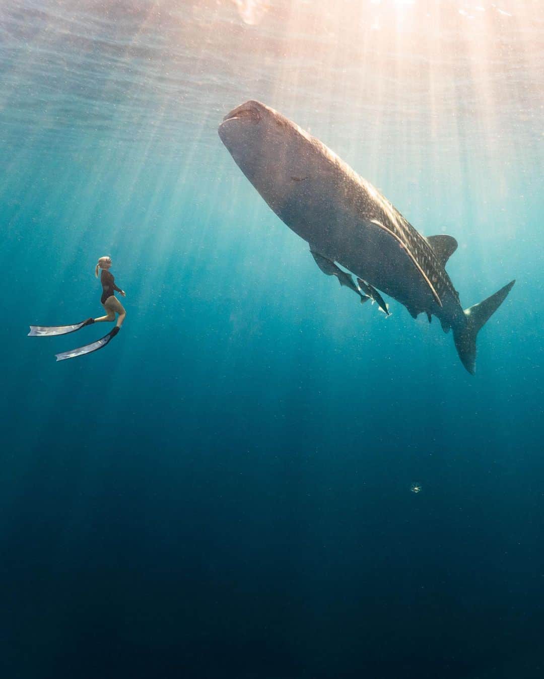 Travis Burkeさんのインスタグラム写真 - (Travis BurkeInstagram)「World Oceans Day. Like many of you, the Ocean is where I find incredible joy. Whether I'm surfing, freediving, or simply walking along the coastline, it’s undeniable the ocean has restorative, powerful properties, and in these times, we need the ocean now more than ever. #worldoceansday」6月9日 10時21分 - travisburkephotography