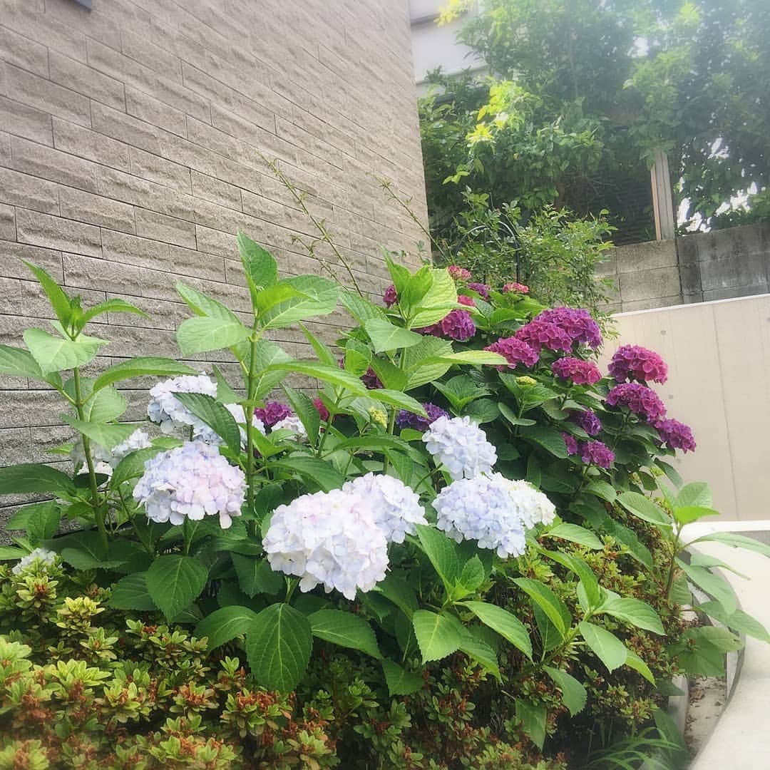 小林幸子さんのインスタグラム写真 - (小林幸子Instagram)「おはようございます☀️ さあ、今日は約2ヶ月半ぶりの歌番組の収録✨ もちろん、対策をしっかりして収録します。  歌えることに感謝🎵  玄関の紫陽花も咲きました🌼 もうすぐ梅雨入りを教えてくれているかな⁉️ それでは、行ってきまーす‼️‼️ #sachikokobayashi #小林幸子 #２ヶ月半ぶり #歌番組収録 #対策しっかりと  #歌えることに感謝 #紫陽花 #もうすぐ梅雨入り #行ってきまーす」6月9日 11時17分 - kobayashi_sachiko_5884