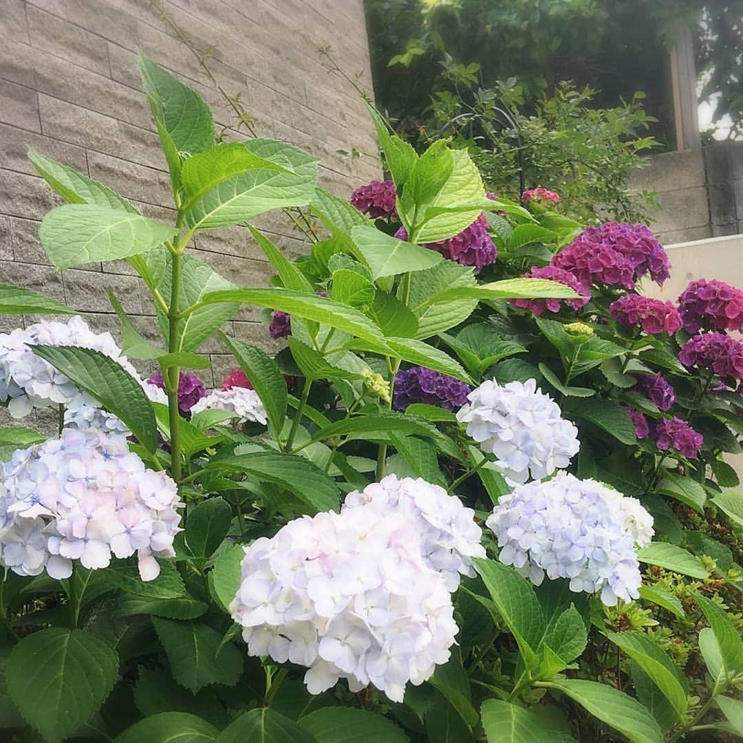小林幸子さんのインスタグラム写真 - (小林幸子Instagram)「おはようございます☀️ さあ、今日は約2ヶ月半ぶりの歌番組の収録✨ もちろん、対策をしっかりして収録します。  歌えることに感謝🎵  玄関の紫陽花も咲きました🌼 もうすぐ梅雨入りを教えてくれているかな⁉️ それでは、行ってきまーす‼️‼️ #sachikokobayashi #小林幸子 #２ヶ月半ぶり #歌番組収録 #対策しっかりと  #歌えることに感謝 #紫陽花 #もうすぐ梅雨入り #行ってきまーす」6月9日 11時17分 - kobayashi_sachiko_5884