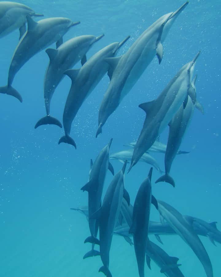 ジョン・ジョン・フローレンスのインスタグラム：「Just a few of the reasons we try and take care of the ocean #worldoceansday」