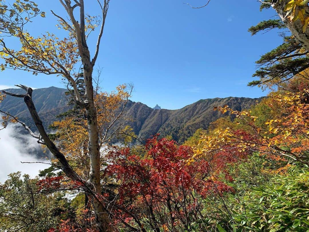 中村葵のインスタグラム：「・ ・ 合戦小屋から、ずっと登っていくと展望も開けてきます⛰！！ ・ 秋の登山は晴れると、青空に紅葉がとても映えますよね🍁✨ ・ 遠くに槍ヶ岳も見えてきます！！！ 槍ヶ岳も登ったなーと、その時の事を思い出しながら急な登りをのぼっていくと、、見えました！！燕岳！！✨ ・ あと少しー！ ・ ・ 2019.10.5 ・ ・ #登山 #山登り #秋山 #北アルプス #北アルプス縦走 #北アルプス大好き #燕岳 #燕岳登山 #秋山登山 #紅葉 #登山女子 #山ガール #山歩ガール #自然が好き #登山好きな人と繋がりたい #山登り好きな人と繋がりたい #中村葵 #タレント #リポーター」