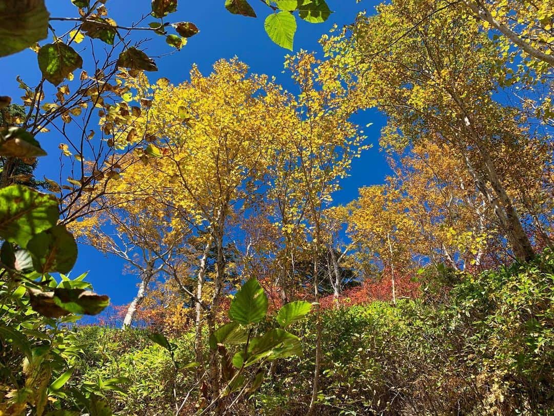 中村葵のインスタグラム：「・ ・ 綺麗🍁✨ ・ ・  2019.10.5 ・ ・ #登山 #山登り #秋山 #北アルプス #北アルプス縦走 #北アルプス大好き #燕岳 #燕岳登山 #秋山登山 #紅葉 #登山女子 #山ガール #山歩ガール #自然が好き #登山好きな人と繋がりたい #山登り好きな人と繋がりたい #中村葵 #タレント #リポーター」