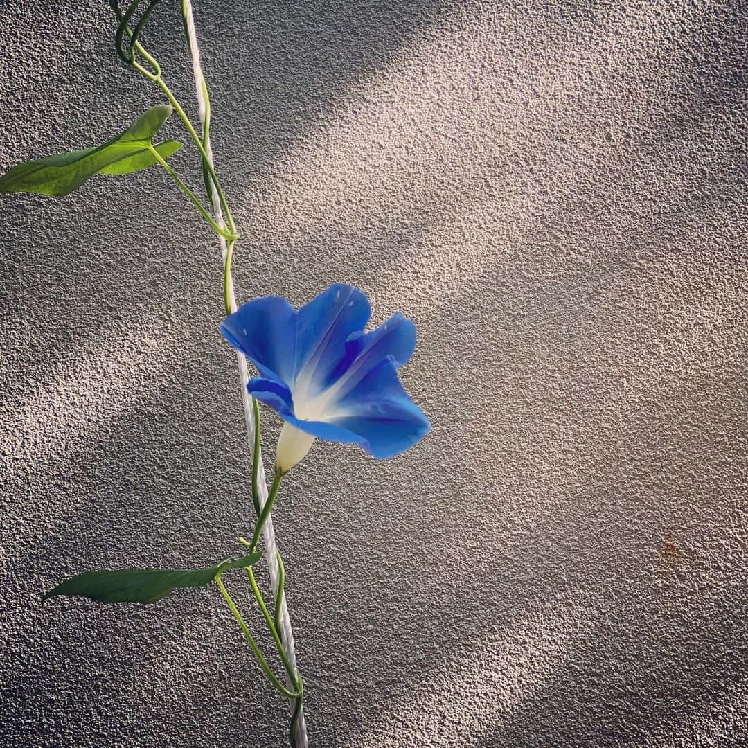 大手小町さんのインスタグラム写真 - (大手小町Instagram)「テレワーク散歩。朝から日差しがキツくなりました。もっと早い時間にさんぽしないと、紫外線にやられそうです。朝顔が咲いていました。  #otekomachi #大手小町 #花まっぷ #散歩の途中で #アサガオ #健康のために歩く #思いがけない発見がある」6月9日 12時33分 - otekomachi