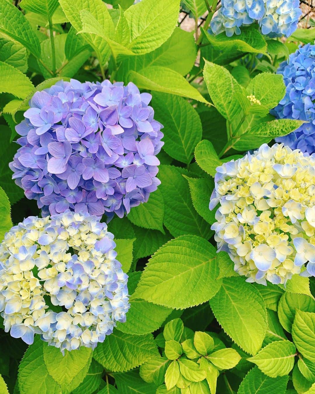 日高大地さんのインスタグラム写真 - (日高大地Instagram)「スタジオの紫陽花も満開✨✨ 紫陽花って万華鏡みたいで本当に綺麗☺️」6月9日 12時44分 - yoko92hidaka