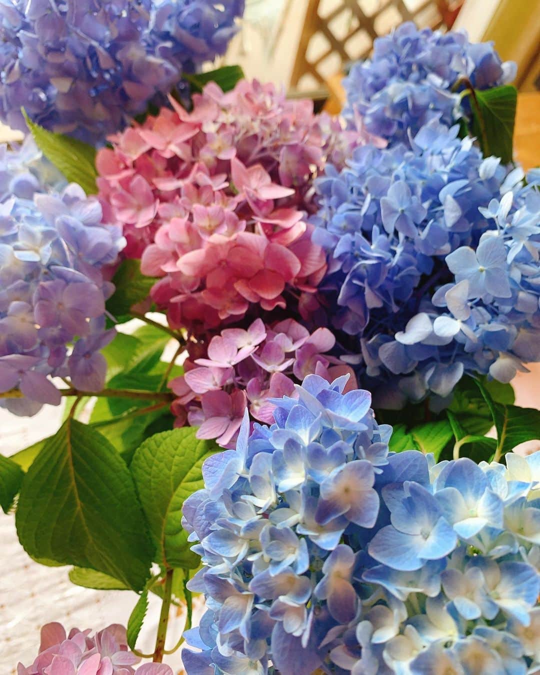 日高大地さんのインスタグラム写真 - (日高大地Instagram)「スタジオの紫陽花も満開✨✨ 紫陽花って万華鏡みたいで本当に綺麗☺️」6月9日 12時44分 - yoko92hidaka