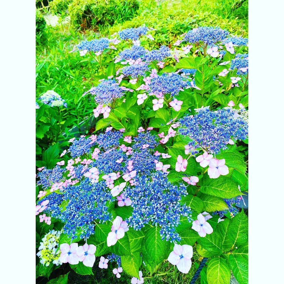 上坂嵩さんのインスタグラム写真 - (上坂嵩Instagram)「散歩道に咲く紫陽花。 . 気持ちが穏やかになります☺️ . . 今日は梅雨入り前の貴重な晴れですね☀️ . とはいえ、熱中症⚠️には注意が必要な暑さです。 みなさん、体調管理にはお気をつけください😌 . . #早朝散歩 #紫陽花 #アジサイ #メーテレ #アップ #上坂嵩」6月9日 12時56分 - takashi_uesaka_nbn