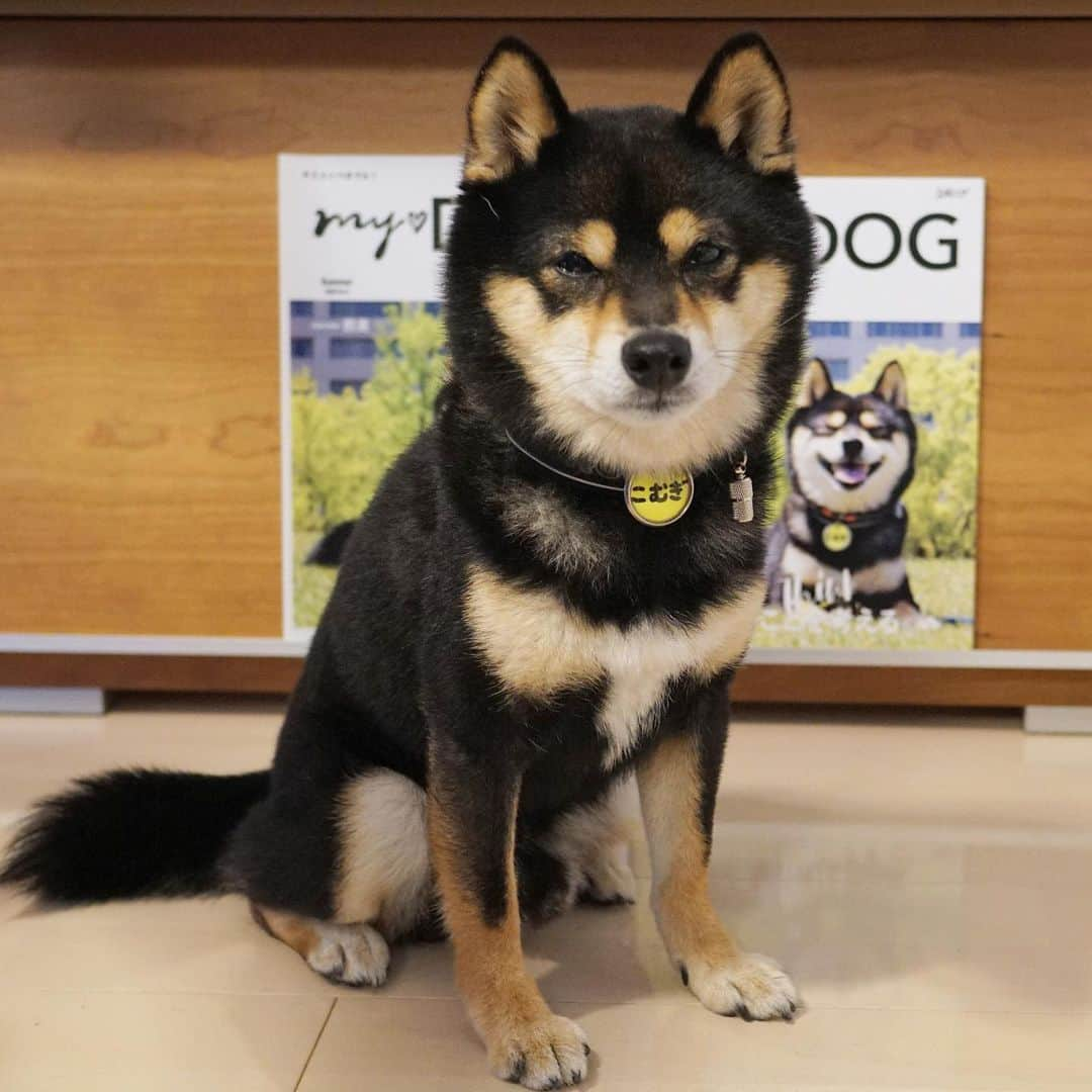 黒豆柴こむぎさんのインスタグラム写真 - (黒豆柴こむぎInstagram)「PECOさんの雑誌、「MY♡DOG」 @pecomydog_official 夏号が届いたよ❤️世界にひとつだけのボクが表紙の雑誌📕今回も、表紙と同じクリアファイルのおまけが付いていたよ☺️ 今回も、ボク達わんこのことをより深く知るための情報がいっぱい👍パパちんとママちんにしっかり勉強してもらおう😁2020.06.09  #pecomydog #pecomydog世界にひとつだけのうちのコ表紙  #黒豆柴こむぎ #黒豆柴 #豆柴 #黒柴 #柴犬 #柴 #まめしば #しばいぬ #しば #mameshiba #kuroshiba #shibainu #shiba #shibalove #shibalovers #shibastagram #shiba_snap #shibasofinstagram #ふわもこ部 #pecotv #pecoいぬ部 #いぬら部 #proudshibas #thedailyshibainu #ここ柴部 #いぬのきもち #todayswanko #9gagcute」6月9日 12時59分 - komugi_1207