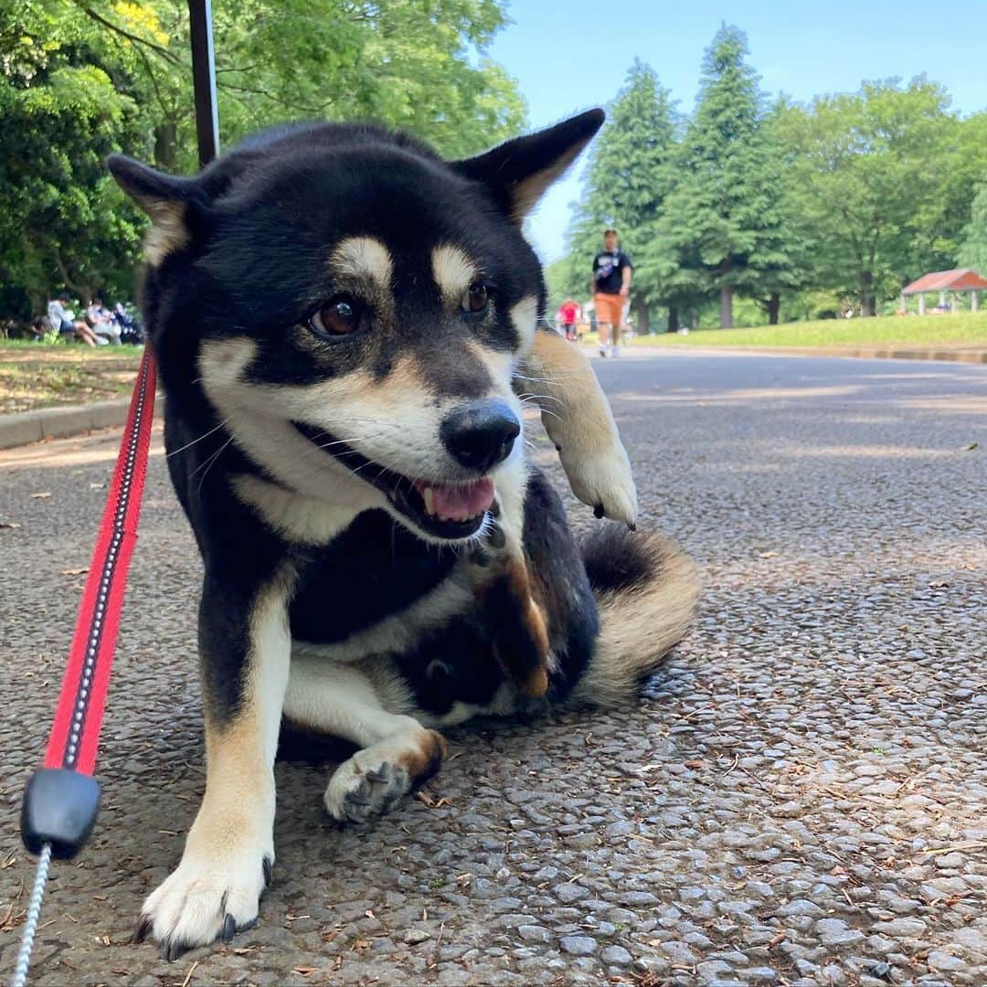 vo_coのインスタグラム：「🐾 掻き掻きしてる姿はとてもかわいいのだが、さすがに掻き過ぎだし脇がちょっと禿げてきてしまったので、明日病院行くついでに少し診てもらおう… * #shibastagram #instashiba #shiba #shibainu #黒柴 #柴犬」