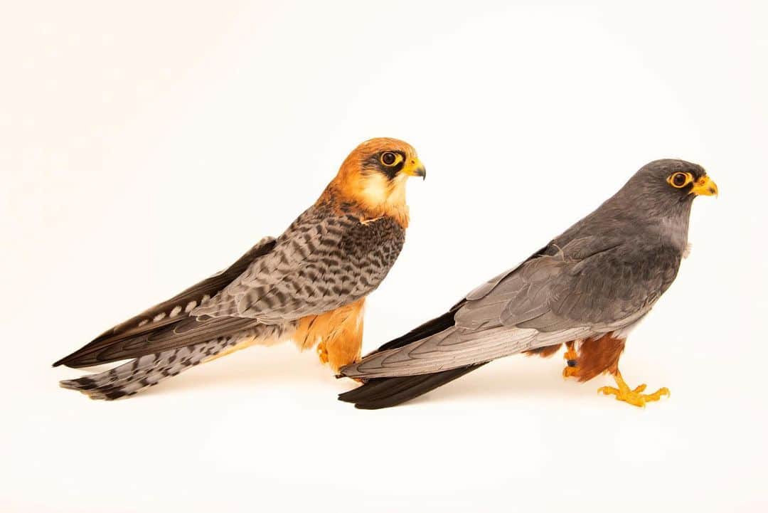 Joel Sartoreさんのインスタグラム写真 - (Joel SartoreInstagram)「A male and female red-footed falcon strike a pose at the Monticello Center in Italy. Each fall, this eastern European species embarks on an epic migration to spend the winter in sub-saharan Africa. Come spring, the raptors will return to Europe for mating season just when access to prey animals like rodents is extremely important. Unfortunately, more acres are converted to farming every year, plus more herbicide and pesticide use often leaves these falcons without enough food. So what can you do? Keep your lawns and other green spaces chemical free! Photo taken thanks to the support of @greenteenteam. #falcon #raptor #duo #PhotoArk #savetogether」6月9日 22時33分 - joelsartore