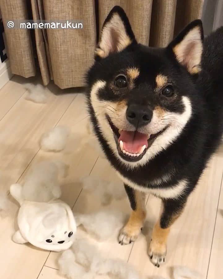 まめ丸のインスタグラム：「* * 【⚠️音がでるよ⚠️】 イタズラをわらってごまかす ロック⚡️なぼく🐶💓 （1さいのときのぼくだよー❣️） #ロックの日 * 【Please unmute♫】 Oh, You found me🐶💦 smile away🐶💓 * #しぼんだアザラシ  #散乱した室内 #笑ってごまかす柴犬 ‼️ * #柴犬#豆柴#柴#黒柴#ふわもこ部#shiba#shibainu#shibastagram#shibadog#puppy#instadog#dogstagram#dog#instashiba#petstagram#pet#buzzfeedanimals#cute#adorable#cutedog#강아지#doglover#weeklyfluff#dailyfluff#リポストまめ丸#まめ丸いたずらっこ シリーズ」