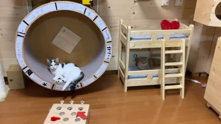 ひのき猫のインスタグラム