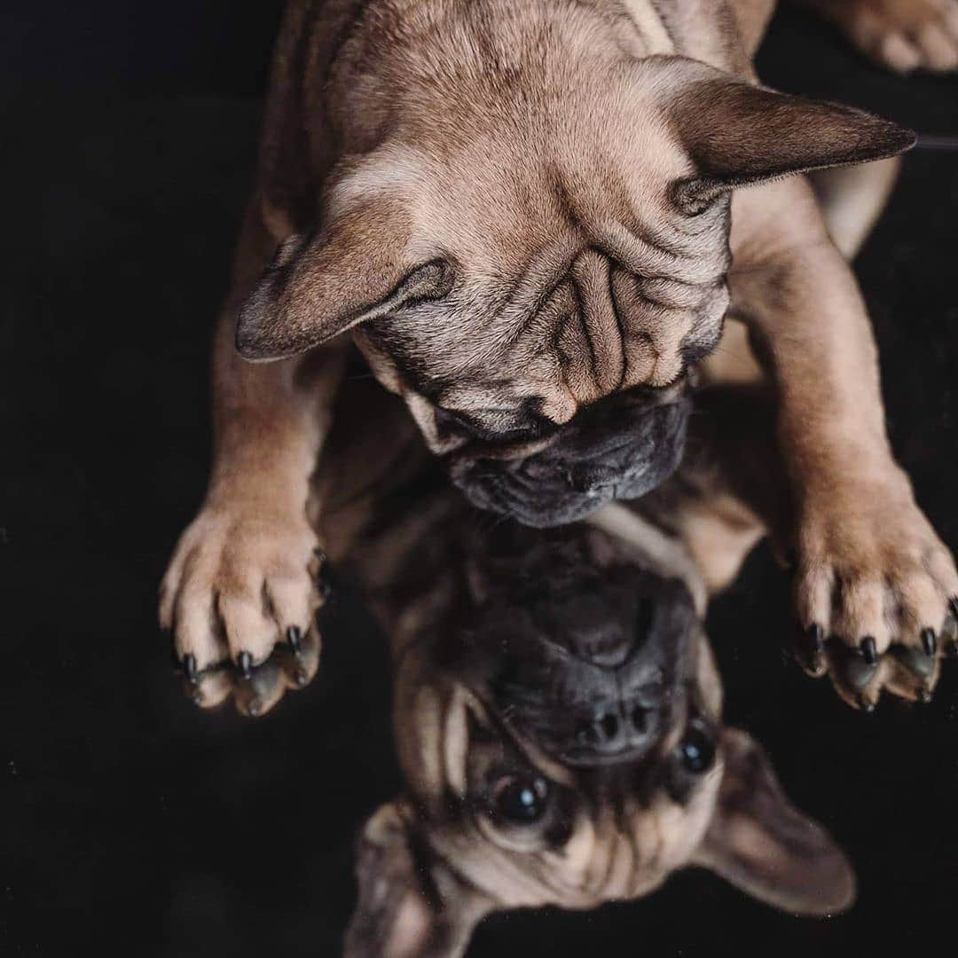 French Bulldogさんのインスタグラム写真 - (French BulldogInstagram)「This was pretty scary! Standing on top of this was almost like Bambi on the ice . Every time I tried to stand nicely, my paws slid backwards and I ended up like a toad. I also discovered that there was a dog down there, he was pretty scary too, staring at me! 👀 @hobbs_thefrenchbulldog . . . . . . #frenshbulldog #frenchie #franskbulldog #dogphotography #franskbulldognorge #dogsofinstagram #frenchielove #frenchbulldogworld #frenchbullies #dogfluencer #frenchiehomers #bulldoglove #frenchiemoments #frenchielove_feature #dogsofnorway #norskehunder #hundinorge #hund #hunder #hundergøy #norway #hunden.no #hunderpåinstagram #hundeliv #hundefoto #hundenmin #dogsthattrail #iamfrenchieholic #daily_frenchie #hundenno」6月9日 23時28分 - frenchie.world