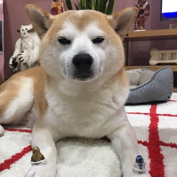 HALFBYのインスタグラム：「うちのパダワン」