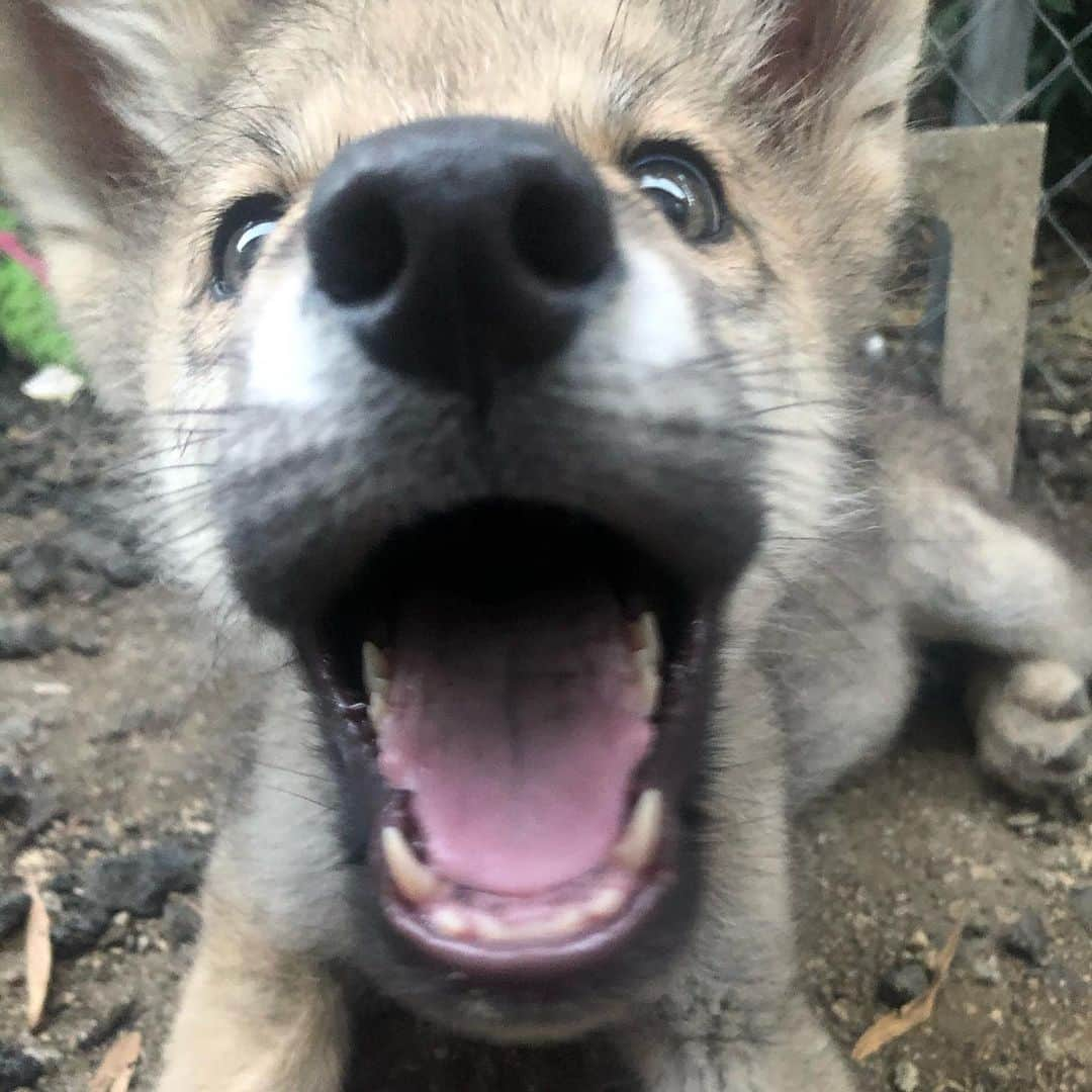 Rylaiさんのインスタグラム写真 - (RylaiInstagram)「Heylo!!!!! I’m fierce! ~ Lucan . . I am so excited to meet new people and help be the voice for my wild counterparts!!! I’m just a tiny puppy right now.... and so mom and dad are super careful with making sure my new experiences are positive!!! . My trainer Auntie Melissa, I call her the chicken lady, is coming to play with me Friday. . I have a very busy social calendar.... I have play time with my purple alligator, playtime with Squiggs, playtime with @barkingatnothin - mom is my social secretary!  She said we will set up more play dates and outings.  So, she said to follow us!! . . #lucan #wolfdog #wolfdogsofinstagram #wolf #wolves #ambassador #canid #conservation #nugget #lovepuppies #ouppy #puppies #wolfpack #pack #canids #canine #dogs #nonprofit #sandiego #socal #southernutah #wolfie #dogsofig #fierce #puppylove」6月9日 23時38分 - jabcecc