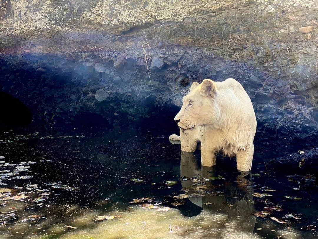 Kevin Richardson LionWhisperer さんのインスタグラム写真 - (Kevin Richardson LionWhisperer Instagram)「What a surreal setting and back drop. Neige looks like she was on another planet 🪐 today! Please go and have a look in my bio for the #newbigfive project link. Check it out and let me know your thoughts. Instead of Africa’s ‘Big Five’ comprising the lion, leopard, elephant, rhino and buffalo, based on their difficulty to hunt due to their dangerousness, why not start a new ‘Big Five’ based on new criteria. That’s exactly what @graeme.green has done with the @newbig5project of photography. Shooting with a camera instead of a gun! It’s a celebration of wildlife and wildlife photography. Vote for your top 5 animals in the comments below👇🏽and tag 3 of your friends to do the same and most importantly check it out. It’s massively inspirational and we could all do with some inspiration currently!」6月9日 23時41分 - lionwhisperersa