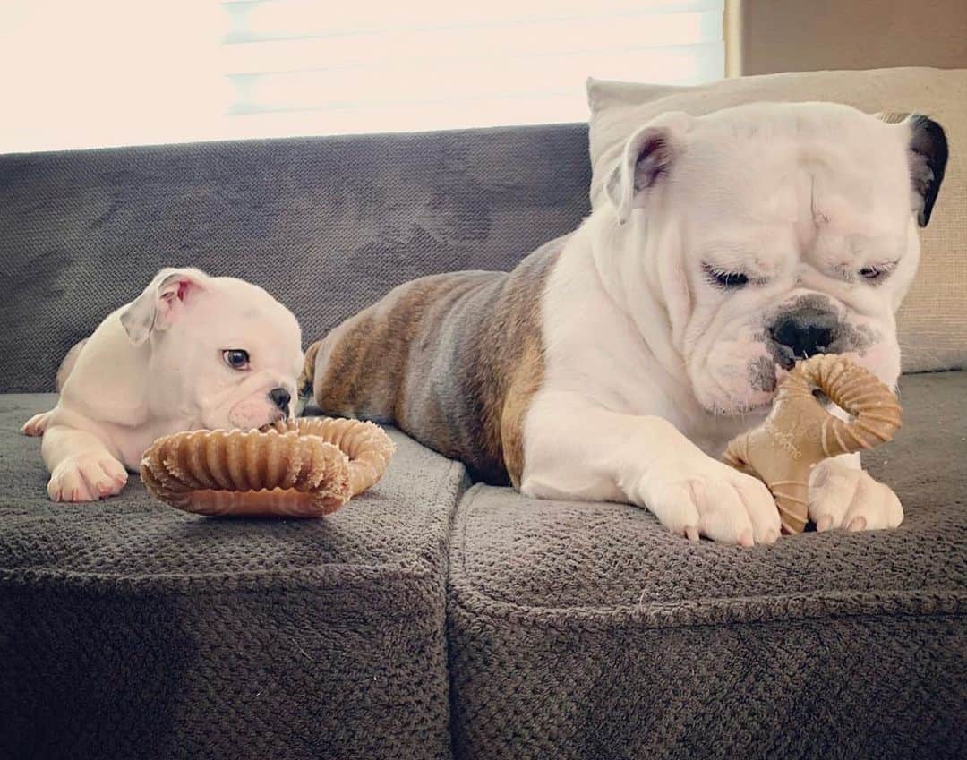 Bodhi & Butters & Bubbahさんのインスタグラム写真 - (Bodhi & Butters & BubbahInstagram)「Sharing is caring 💗 #big #dog #little #bone . . . . . #sharingiscaring #bulldog #love #cute #puppy #life #sister #and #brother #baby #dogsofinstagram #bff #bestoftheday #smile #be #happy @kami_n_cooper 💗」6月9日 23時43分 - keonistuff