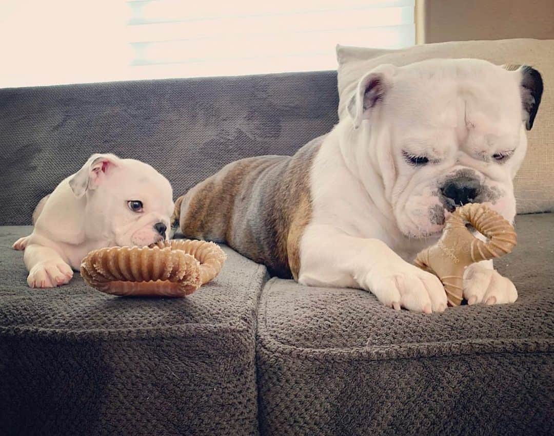 Bodhi & Butters & Bubbahのインスタグラム：「Sharing is caring 💗 #big #dog #little #bone . . . . . #sharingiscaring #bulldog #love #cute #puppy #life #sister #and #brother #baby #dogsofinstagram #bff #bestoftheday #smile #be #happy @kami_n_cooper 💗」