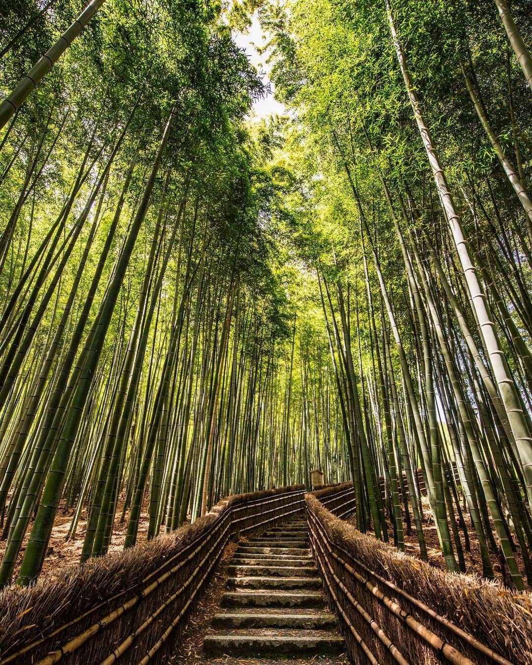 のインスタグラム：「. ＼あだし野念仏寺の竹林✨／ 今回は京都市右京区・嵯峨野の山奥にある、あだし野念仏寺の竹林の風景をお届け🎶 天に向かってまっすぐに伸びる、青々と茂った竹林の姿をお楽しみください😊✨ . ※写真は過去に撮影したものです --------------- 《投稿をご覧の皆さまへ》 関西電力Instagramでは、関西地方の灯、あたたかみのある風景のお届けを通して、皆さまの心に灯りがともるような癒しをお届けしてまいります。 外出の際は引き続き感染予防の徹底を心がけましょう。 --------------- . #おうち時間 #おうちじかん #うちで過ごそう #ステイホーム #神社仏閣 #寺 #新緑 #竹林 #京都の風景 #新緑の季節 #寺院 #京都 #kyoto #お寺巡り #そうだ京都行こう #神社仏閣巡り　#化野念仏寺 #あだし野念仏寺 #嵯峨野 #京都市 #loves_united_japan #ダレカニミセタイケシキ #bestphoto_japan #灯 #貴重な体験 #景色最高 #tripgramjp #best_expression_night #お写んぽ #インスタスポット」