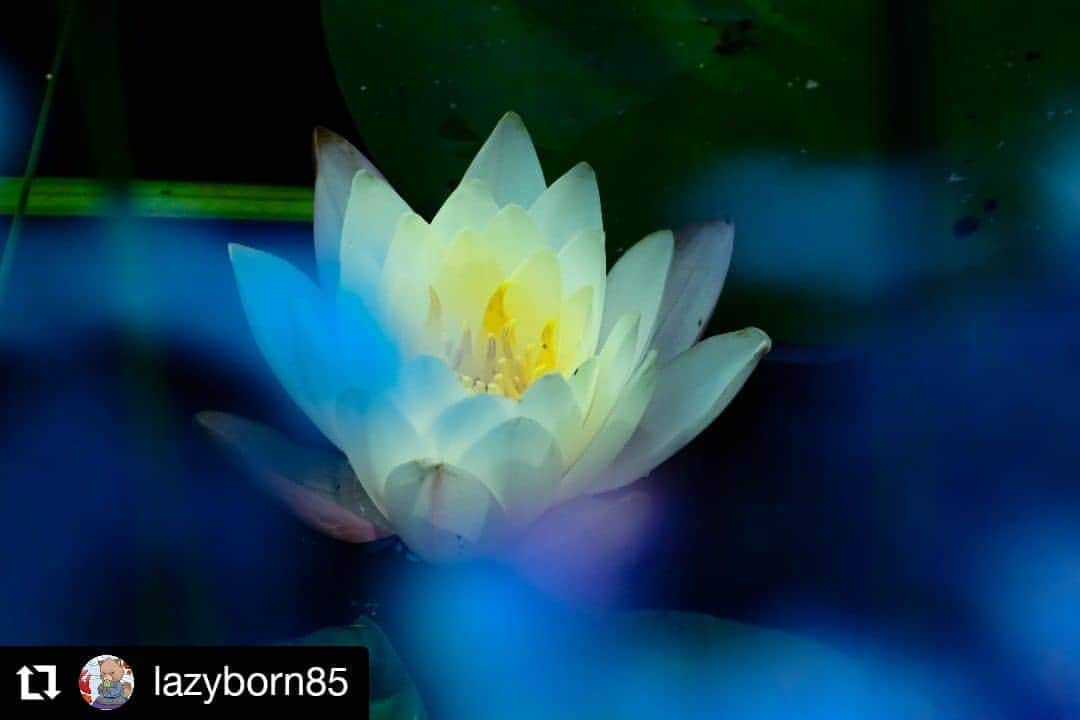 カメラのキタムラさんのインスタグラム写真 - (カメラのキタムラInstagram)「#Repost @lazyborn85 様 • • • • • • 金地院  観光客が多くて普段は寄り付かない南禅寺界隈やけど、ここだけは睡蓮の時期には必ず寄せてもらってる。 . #insta_flowers #ig_flowers #flowerstagram #wp_flower #神戸カメラ部 #はなまっぷ #ザ花部 #花の写真館 #けしからん景色 #total_flowers #キタムラ写真投稿 #写真好きな人と繋がりたい #写真撮ってる人と繋がりたい #ファインダー越しの私の世界 #japan #tv_flowers #ip_blossoms #ig_fotogramers #flower_special_ #light_nikon #広がり同盟 #fleur_noblesse #photocircle_ohana #deaf_b_j_ #kyoto #金地院 #南禅寺」6月9日 15時41分 - camera_kitamura