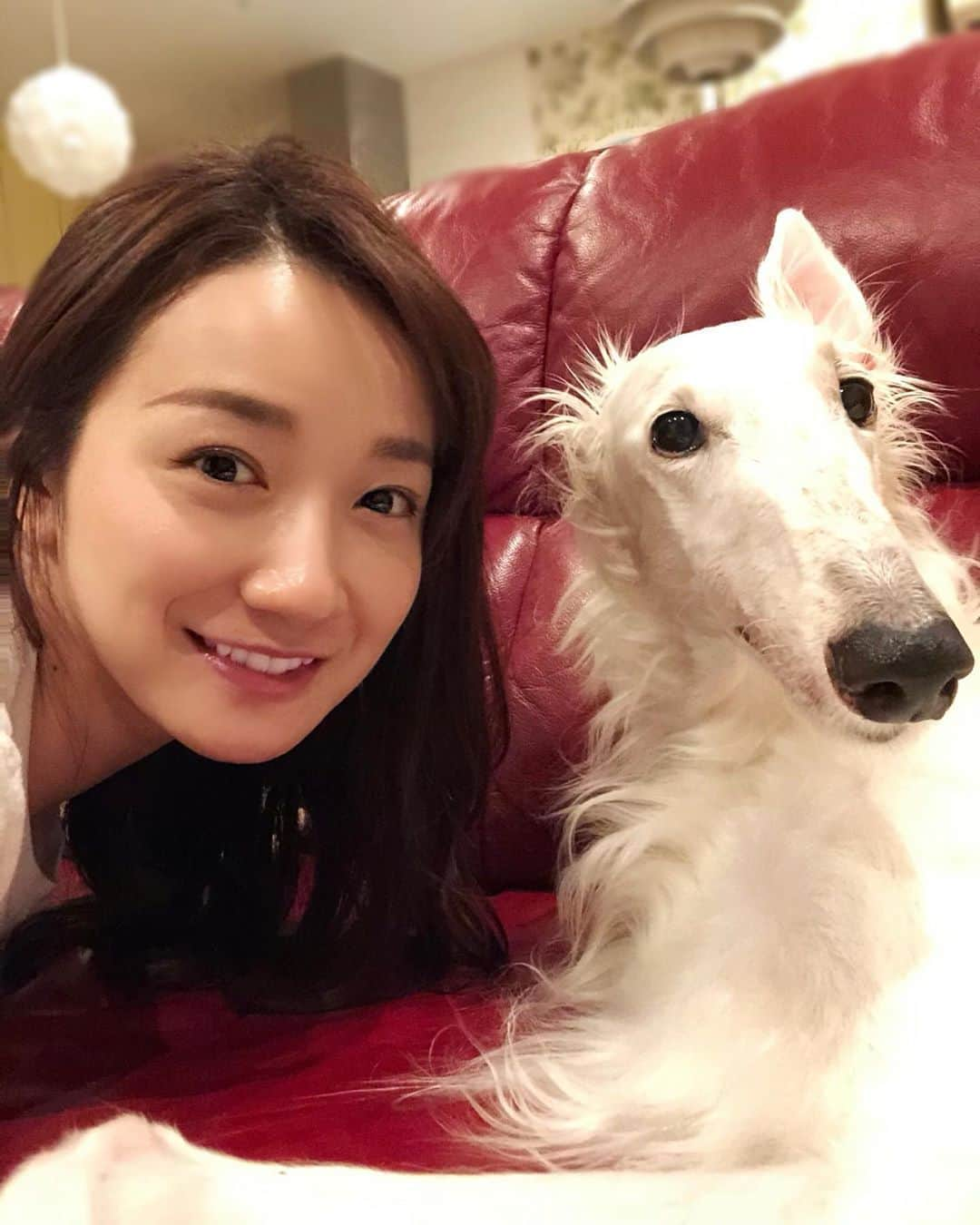 松原江里佳さんのインスタグラム写真 - (松原江里佳Instagram)「🐩 今日は東京も暑かったです😳☀️ 我が家のエヴァちゃんはロシアの犬種なので暑いのが苦手。 そのくせべったりするのが大好きだから もうなんかとりあえず可愛いんですけど。 しかも片耳立ってるし。 ❤︎ ❤︎ #beloved  #ボルゾイ  #犬  #dog #borzoi  #スターダスト #フリーアナウンサー  #我が家のお姫様 #でこ」6月9日 15時50分 - erika_matsubara