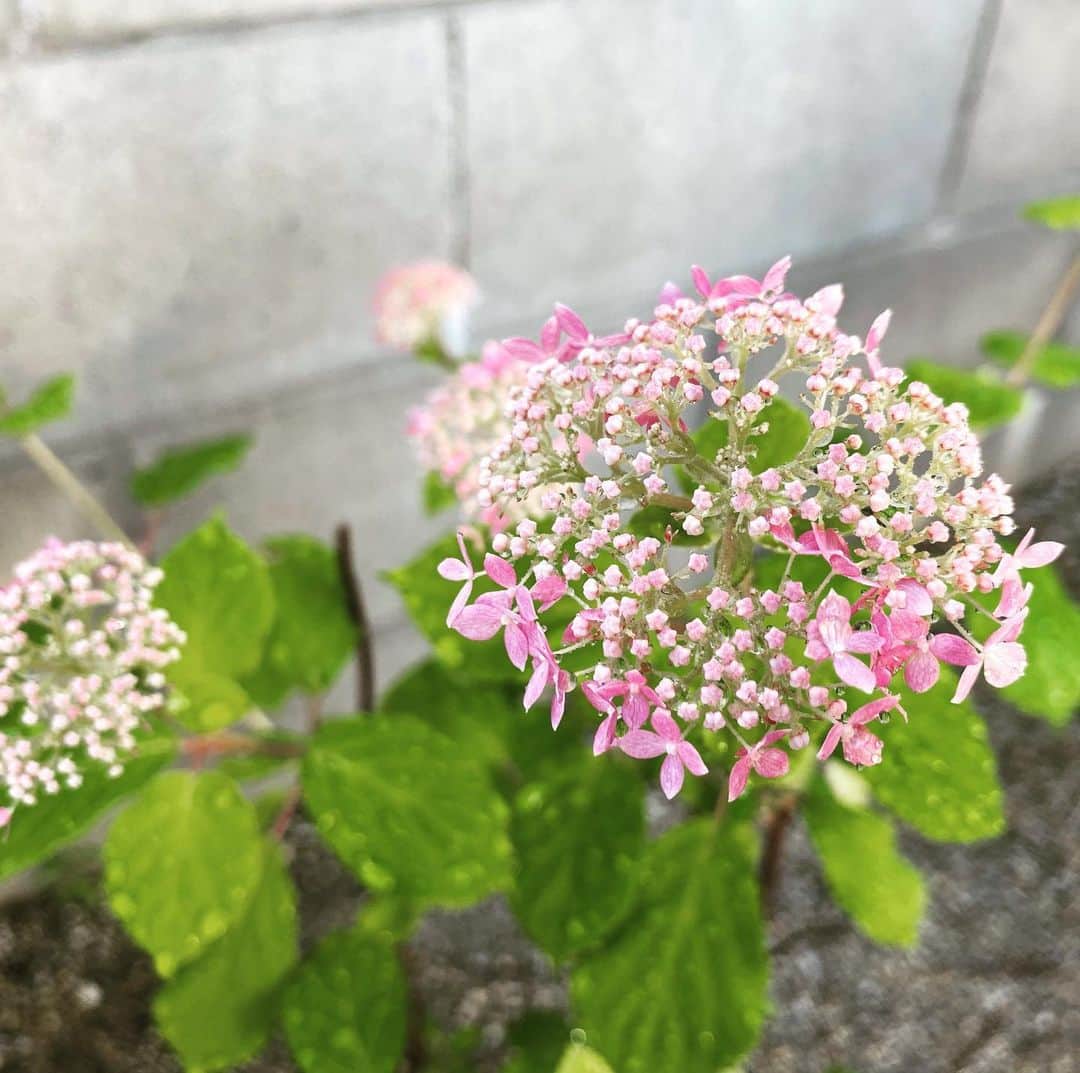 のインスタグラム：「梅雨入り前の草花たち☔️ #アジサイ #アメリカアジサイ #ピンクアナベル #おくら #オクラ #大葉 #園芸 #家庭菜園 #メーテレ #アナウンサー #倉橋友和」