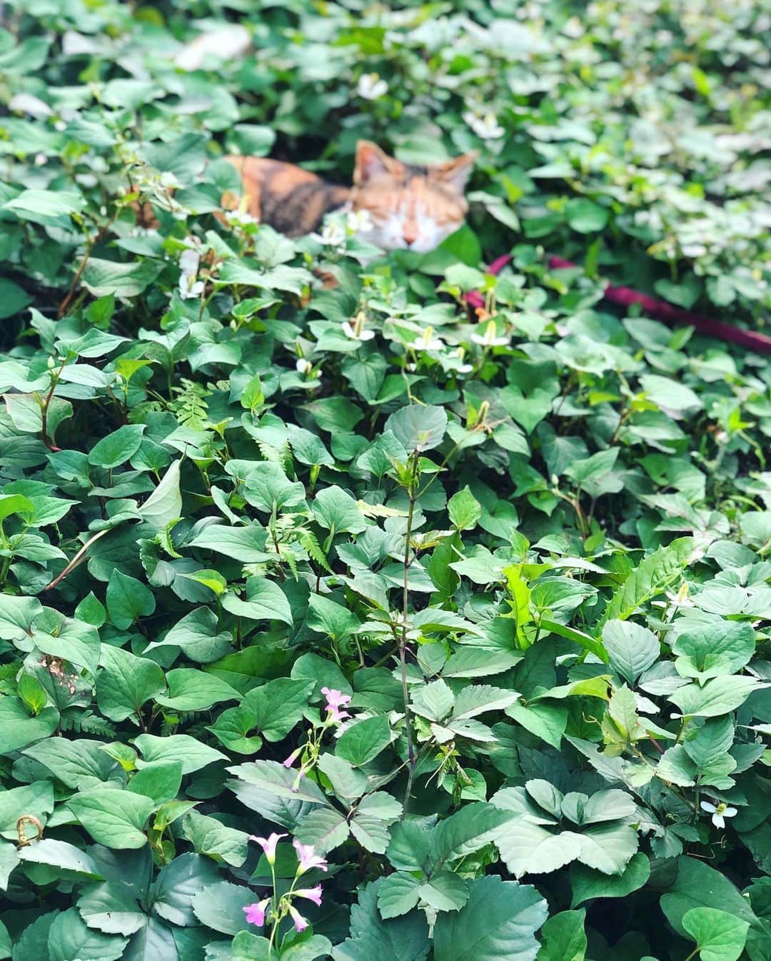 山田稔明さんのインスタグラム写真 - (山田稔明Instagram)「チミちゃん、ちょっと出かけるんですけど。 #ポチ実 #三毛猫」6月9日 16時29分 - toshiakiyamada