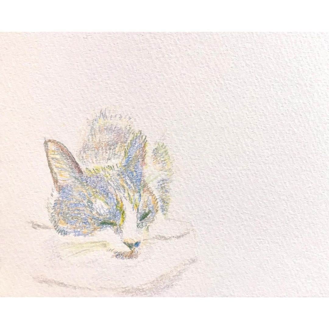 中田絢千のインスタグラム：「網戸越し、夏の風　うとうと  #にゃん色えんぴつ 5色かな…」