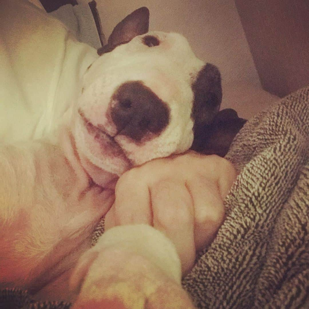 Q太郎さんのインスタグラム写真 - (Q太郎Instagram)「#minituru#bull#terrier#minibullterrier#miniturubullterrier#dog#dogstagram#cute#qtaro#love#family#ミニチュア#ブルテリア#ミニチュアブルテリア#Q太郎」6月9日 16時53分 - qtaro.jun