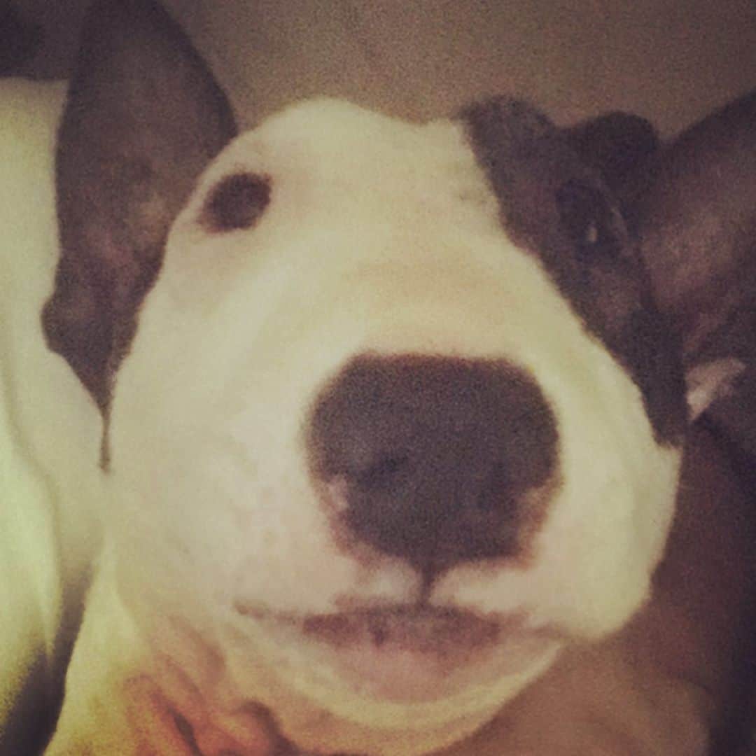 のインスタグラム：「#minituru#bull#terrier#minibullterrier#miniturubullterrier#dog#dogstagram#cute#qtaro#love#family#ミニチュア#ブルテリア#ミニチュアブルテリア#Q太郎」