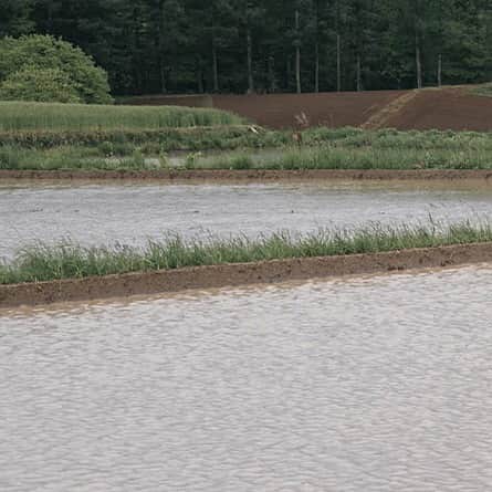 ヒラハルのグルメインスタ