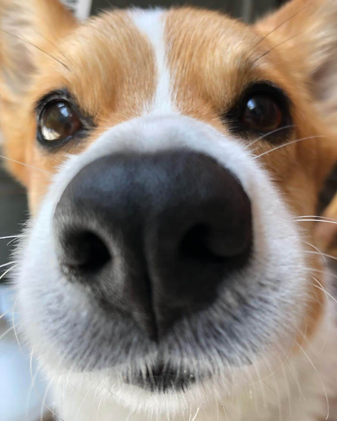 IMALUさんのインスタグラム写真 - (IMALUInstagram)「#BOOP !👆👆🏻👆🏼👆🏽👆🏾👆🏿 #corgi #コーギー」6月9日 17時06分 - imalu_0919