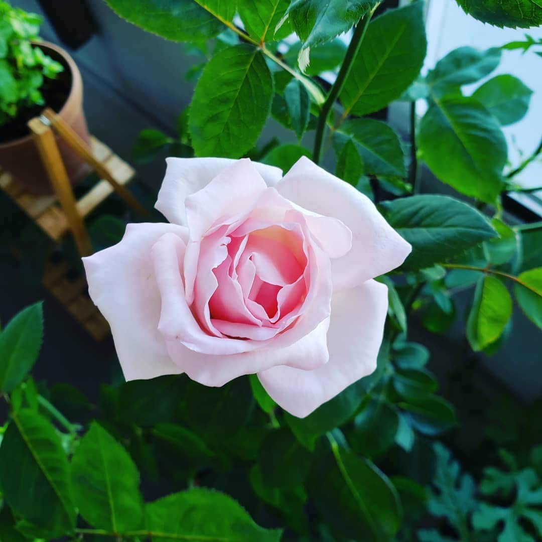 向山志穂さんのインスタグラム写真 - (向山志穂Instagram)「夏の薔薇が次々と咲いてきました🌹﻿ 春の薔薇よりも小ぶりでピンク色がつよい✴﻿ 自分で育ている薔薇になると蕾が一番見ていて癒される。﻿ 花が咲くとさみしい気持ちになります。﻿ 不思議、、、﻿ ﻿  今日は水切れをおこし救急切り花に😣﻿ 朝、まだ土がしめってたのであげなかったのが間違いだった、、。 薔薇は四季咲きだから育てていてとても楽しい。﻿ ﻿ 娘は朝顔を育てたいらしく今日は種のプレゼントをこっそり買ってきました👧💞 ﻿ ﻿ #夏薔薇#薔薇#おとぎ話の女王#メルヘンケニギン#切り花」6月9日 17時38分 - shihoo9o6