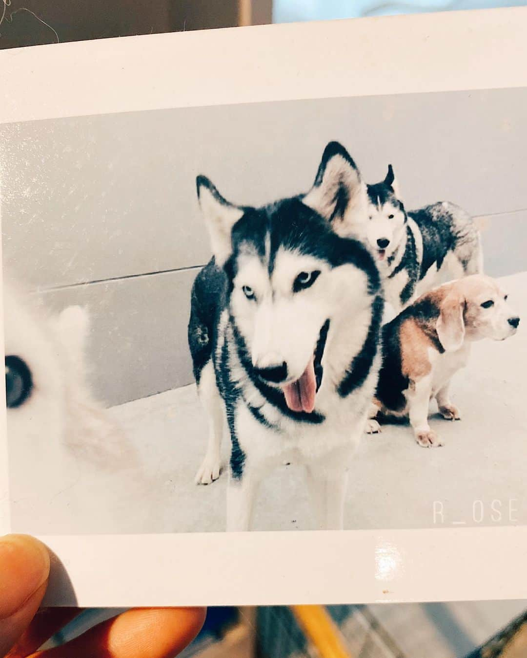 r_oseさんのインスタグラム写真 - (r_oseInstagram)「Till we meet again, Malibu🐺🌊🌺 ..... my heart scattered in million pieces.  It’s been two and a half years fighting side by side. We’re inseparable. It’s really hard to say goodbye to every single one of you. I’ll never get used to this feeling. Incredible and joyful 15 years we spent is so precious. Thank you for being here. Run free baby, You can now run on your own legs  without those extra wheels. Say hi to Caviar, Foxy, Butter, and Tonhom for me too! Tell them that I do miss them every single day🖤 we’ll surely meet again.. I love you🐺🌊🌺〰️ in memory 09062020」6月9日 17時49分 - r_ose