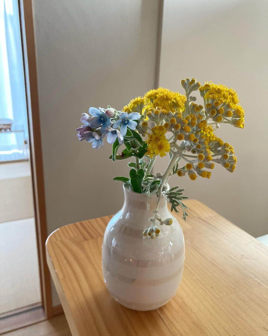 aco.さんのインスタグラム写真 - (aco.Instagram)「2020.6.9  今日の#庭の花 #ブルースター と#シロタエギク  シロタエギクは満開。 ブルースターはこれしか咲いてなかったけど 明日から雨続きらしいので切ってきました。  ブルースターを見ると 亡くなった旦那さんのおばあさんを思い出します。 『おじいさんが好きやった花』と話していたので🌼  明日はおばあさんの月命日、 そして娘は8ヶ月。  生まれ変わりかな〜と息子が時々言うけど 本当にそうかも？ だったらすっごいお喋りになるだろうけど🤣 . . . #aco季節を楽しむ暮らし .」6月9日 17時53分 - aco.chaaaaan