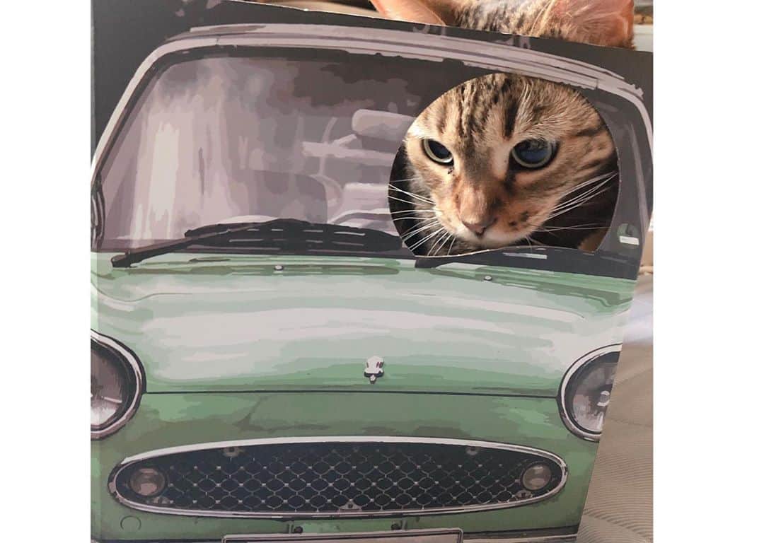 古城優奈さんのインスタグラム写真 - (古城優奈Instagram)「猫ちゃん用、顔ハメパネル😻 うまく撮るの難しい笑  #キャンドゥ　#顔ハメパネル  #顔ハメ段ボール  #ベンガル　#猫」6月9日 18時07分 - yuna_kojyo