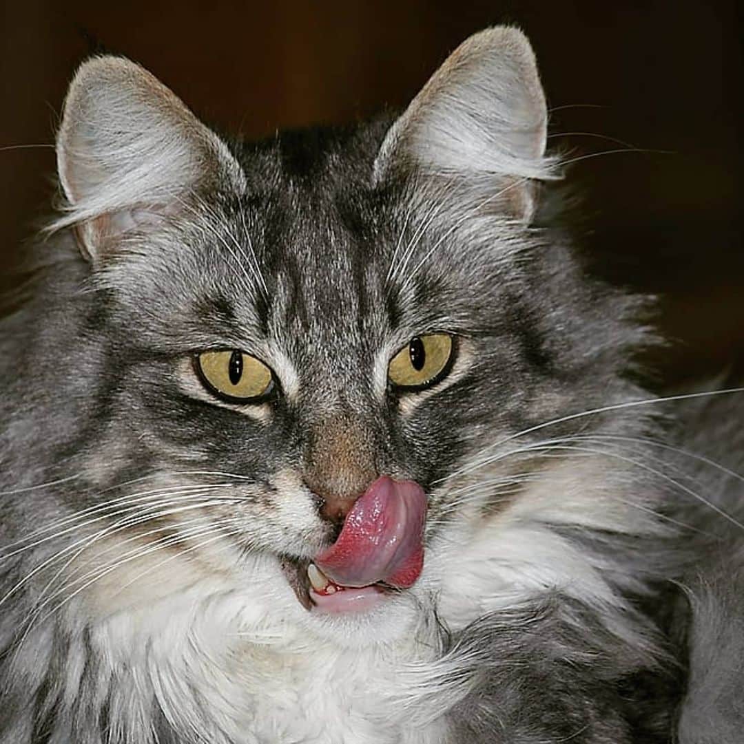 CatStockerさんのインスタグラム写真 - (CatStockerInstagram)「Hello! #catstocker is here!  Follow our FURRriend  @hinto.aurora.luana.kayleigh  Swipe for more pictures 👉 . . . . . #cat #neko #mačka #chat #kočka #котка #kotek #kot #кіт #mače #кошка #кот #katze #gato #gatto  #子猫 #kattunge #猫 #고양이 #貓 #kedi #köttur #kissanpentu #חתול #кішка #子猫 #고양이새끼 #kitty #cats」6月9日 18時08分 - catstocker