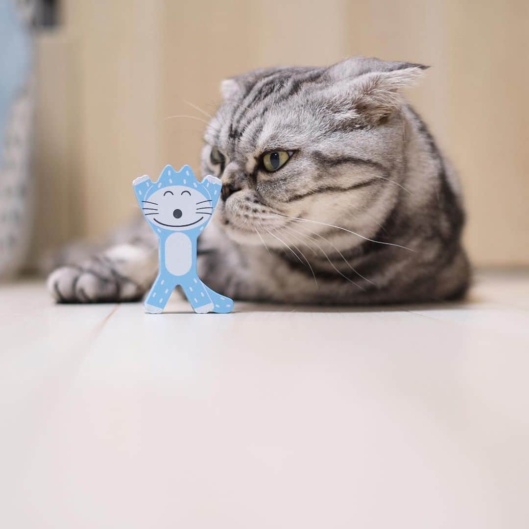 Shishi-maruのインスタグラム：「🐱馬場のぼるさんの猫の積み木と、ししまる。馬場さんののびのびした線は憧れます。﻿ 🐱With wood toys(The Sutherland is Noboru baba)﻿ ーーーーーーーーーーーーー﻿ 🌺「渋ネコ ししまるさん」ねこのきもちWEB MAGAZINE にて毎週金曜日エッセイの連載中﻿ ーーーーーーーーーーー﻿ 📕「ぷっちねこ。」「3匹のちいさな猫を召喚できたなら」「ちいさな猫を召喚できたなら」徳間書店より単行本発売中﻿ ーーーーーーーーーーー﻿ ⭐︎ねこ漫画→@tacos_cat﻿ 🌺Twitter →@taco_emonemon﻿ ーーーーーーーーーーー」