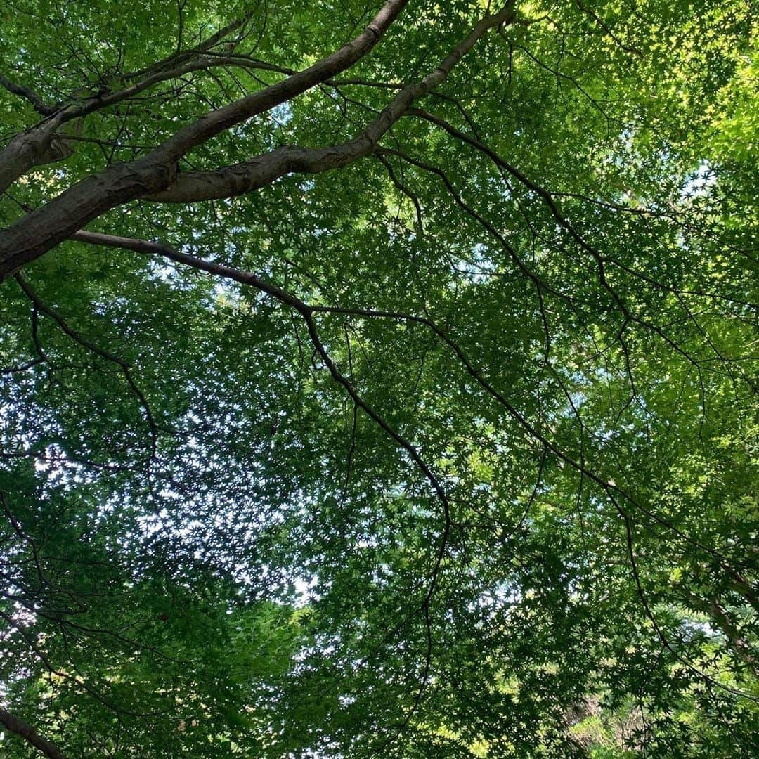 美城れんのインスタグラム：「今日は… 清々しい緑を。☀️🌳✨ だーれもいない綺麗な空気のもとで深呼吸〜 ふと見上げると綺麗な緑😌✨ 今日も、全てに心からの感謝を…😌🙏✨ mahalo✨☀️✨☀️」