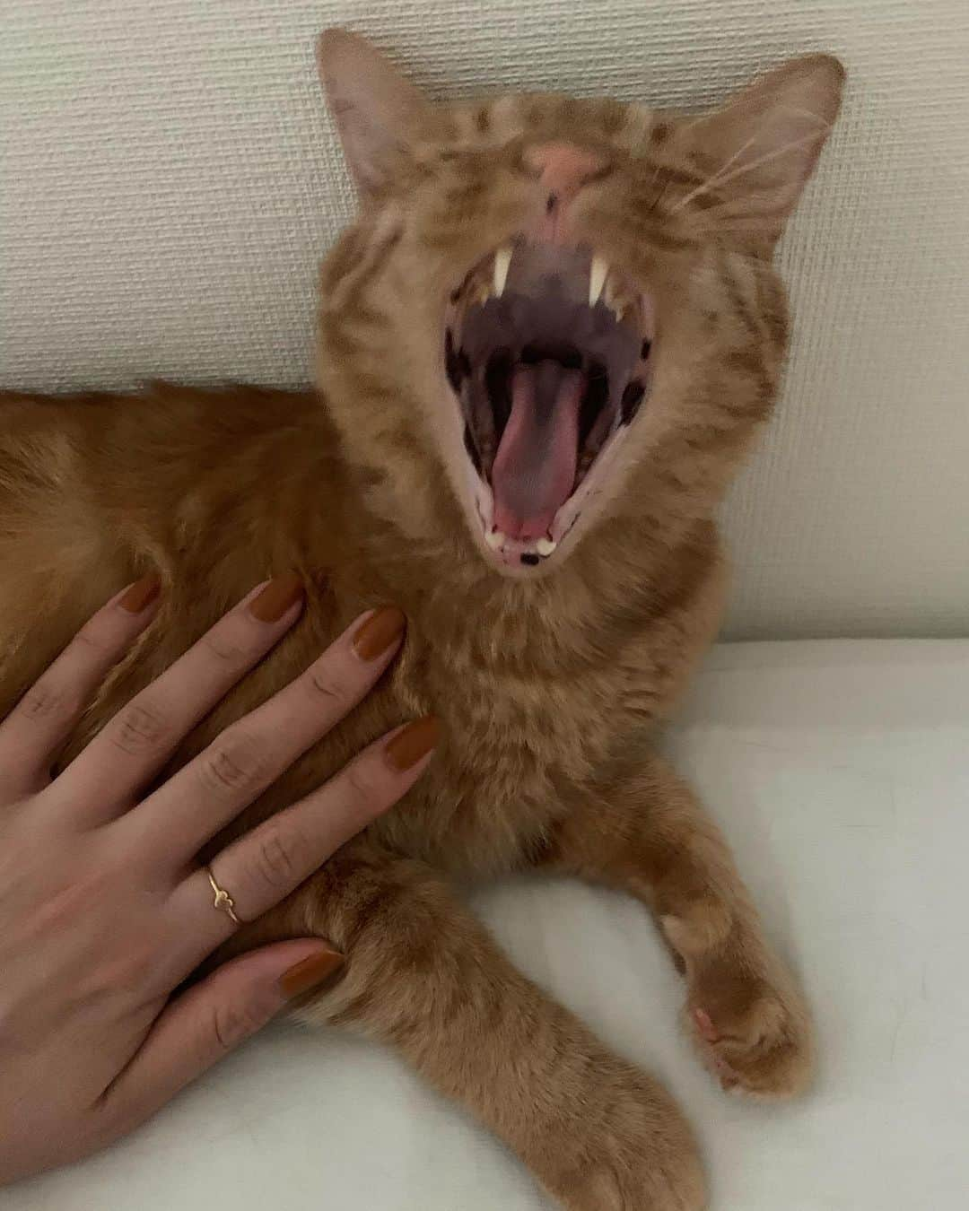 まつだみらいさんのインスタグラム写真 - (まつだみらいInstagram)「madeleine 💅🐈🥞🥧﻿ ﻿ ﻿  #rihka_nail ﻿ #madeleinecat」6月9日 18時39分 - mira0911