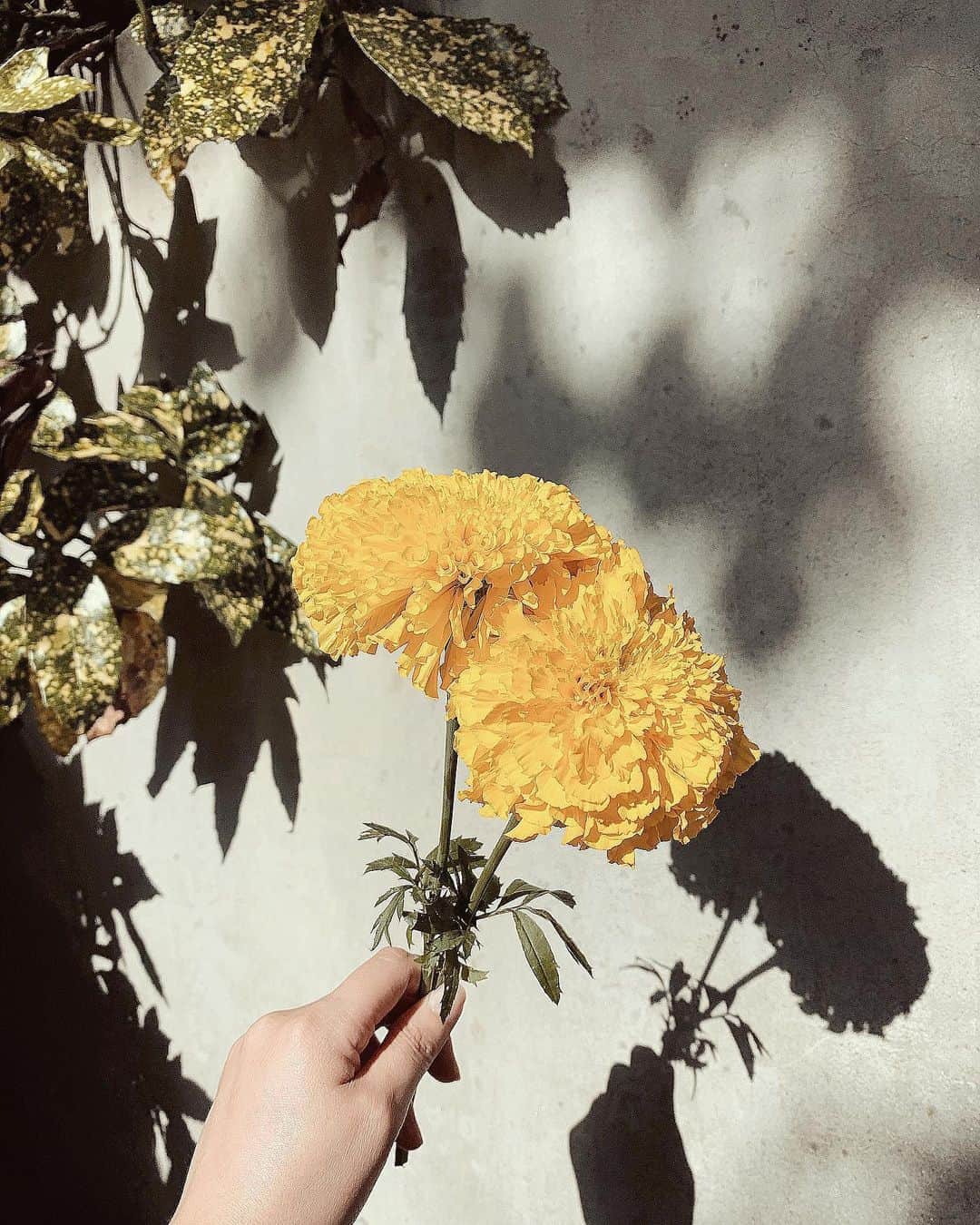 畑中奈緒美さんのインスタグラム写真 - (畑中奈緒美Instagram)「・ 2020.6.9（Tue） 今月のお花❤︎ 夏の香りマリーゴールド☺︎・ ・ ・ #DIVA #love #flower #marigold #マリーゴールド」6月9日 18時45分 - hatanaka_naomi
