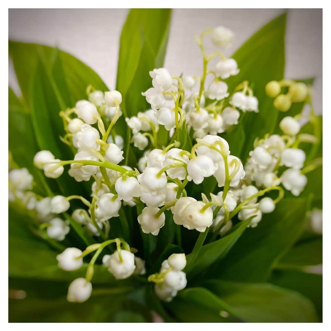 さだまさしさんのインスタグラム写真 - (さだまさしInstagram)「スズラン 北海道の友人から届きました。 Ｍass@Ｍania 『おと・うたマニア』Ｍaniaの為のライナーノート 「残したい花について」アップしました👀 . #まっさマニア #残したい花について  #さだまさし #sadamasashi #さだまさしレゾンデートル #さだまさし存在理由」6月9日 18時46分 - sada_masashi