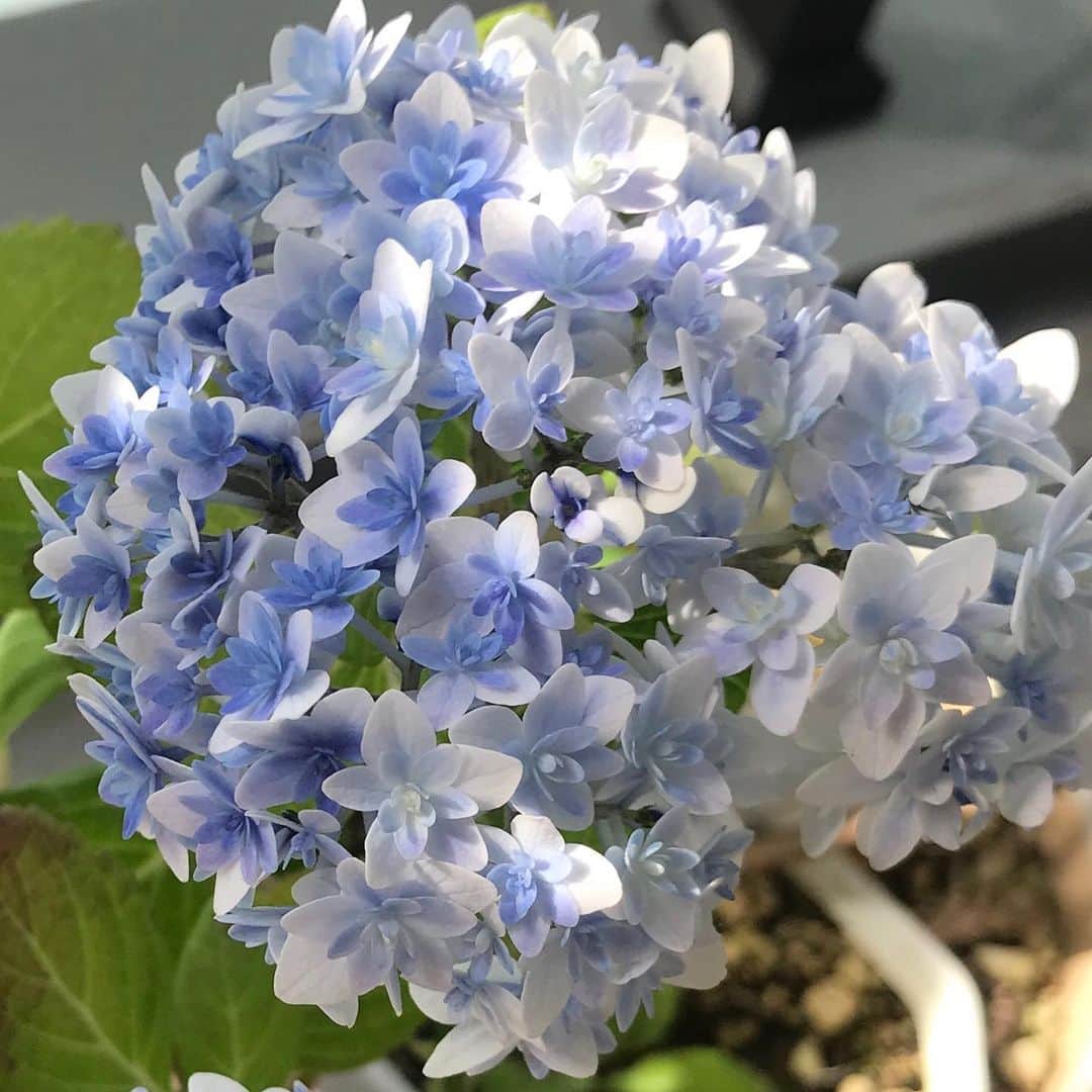 藤澤恵麻さんのインスタグラム写真 - (藤澤恵麻Instagram)「6月に入り、ベランダの紫陽花が満開になりました。 薄いブルーの八重咲の紫陽花で昨年一目惚れして購入したもの。 今年も綺麗な花を咲かせてくれて嬉しい限りです。  #恵麻 #ema #紫陽花 #アジサイ #八重咲 #花 #flower #季節の花 #ベランダ #ガーデニング #綺麗」6月9日 18時51分 - ema_fujisawa_official